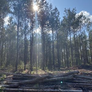Texas A&M Forest Service is accepting applications for the 2023 Southern Pine Beetle (SPB) Prevention Cost-Share Program. Applications are due by Feb. 1.